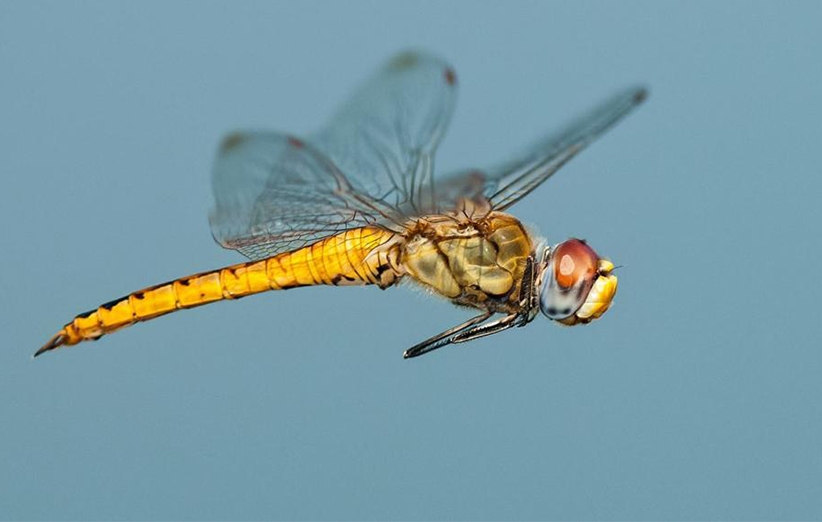 بررسی رفتار حشرات در فصل تابستان بررسی رفتار حشرات در فصل تابستان