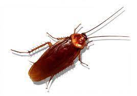 بررسی رفتار حشرات در فصل تابستان بررسی رفتار حشرات در فصل تابستان