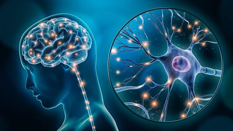 مغز شگفتانگیز؛ حقایقی از حیاتیترین عضو بدن که نمیدانید! مغز شگفتانگیز؛ حقایقی از حیاتیترین عضو بدن که نمیدانید!