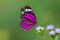 پروانه‌ها با پای خود طعم‌های مختلف را می‌چشند! +فیلم