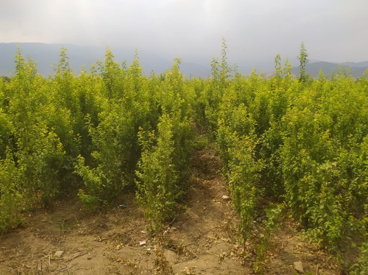 ایجاد نهالستان با کاشت ۱۴ رقم بذر در سرای نوآوری صنایع تبدیلی + فیلم