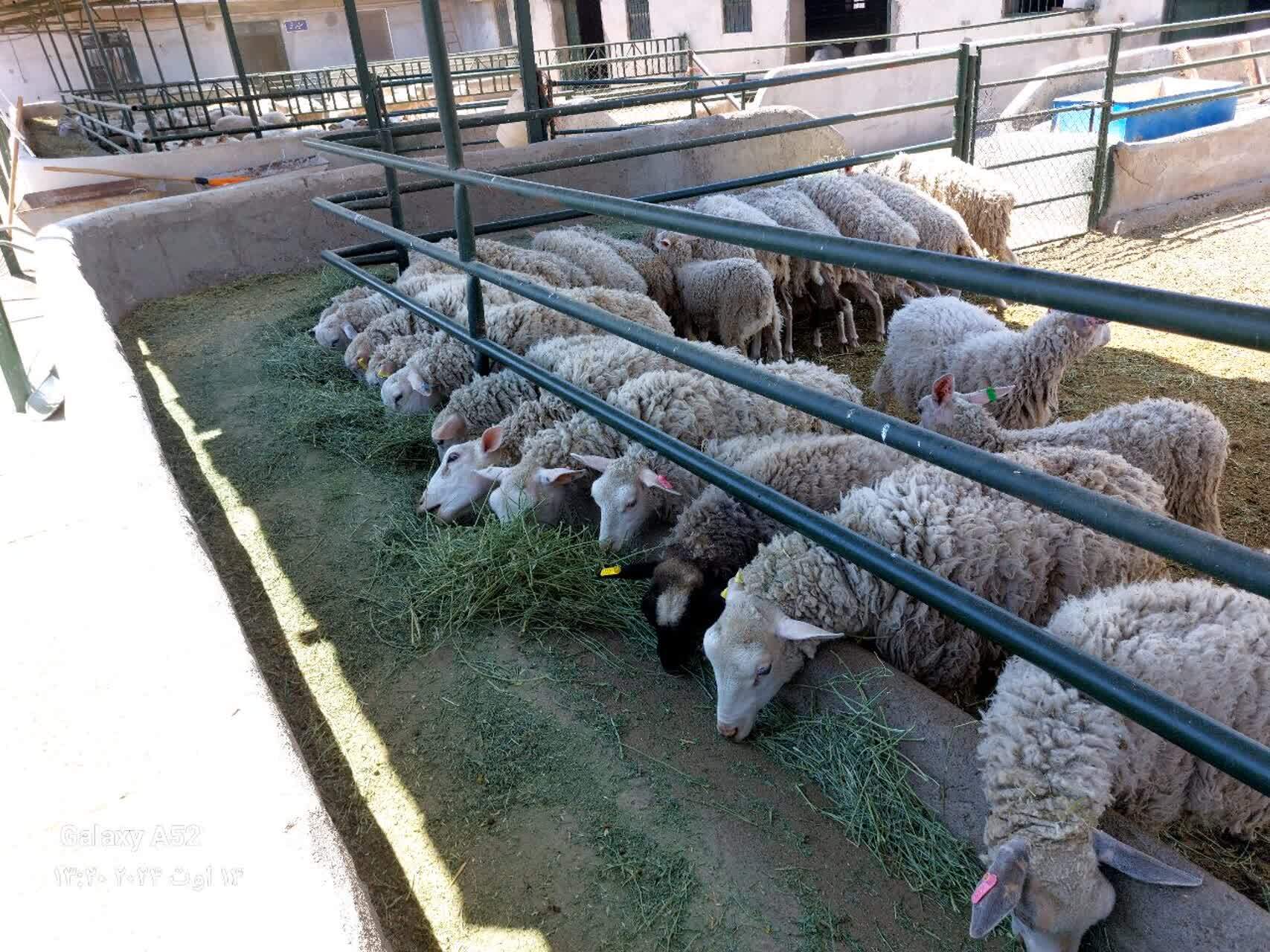 جلوگیری از سرمازدگی درختان میوه با تولید دستگاه مهپاش جلوگیری از سرمازدگی درختان میوه با تولید دستگاه مهپاش