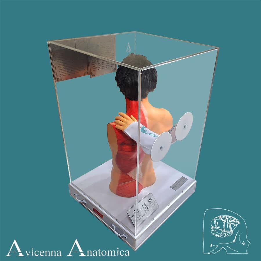 تسهیل انتقال مفاهیم پزشکی با ساخت مولاژ&zwnj;های اختصاصی