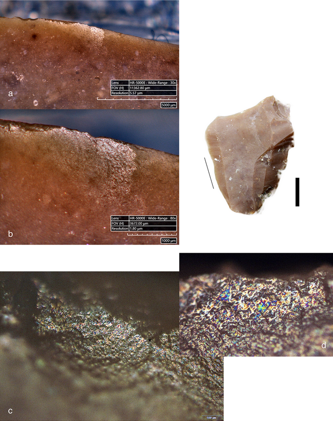 نئاندرتالها جوجه کباب میخوردند! نئاندرتالها جوجه کباب میخوردند!