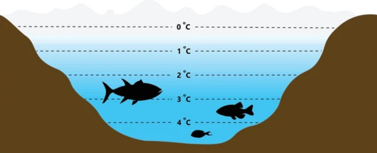 مدل انجماد آب از زندگی آبزیان حفاظت میکند! مدل انجماد آب از زندگی آبزیان حفاظت میکند!