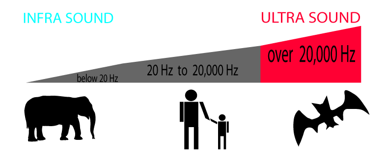 فیلها به زبانی حرف میزنند که انسان نمیفهمد! فیلها به زبانی حرف میزنند که انسان نمیفهمد!