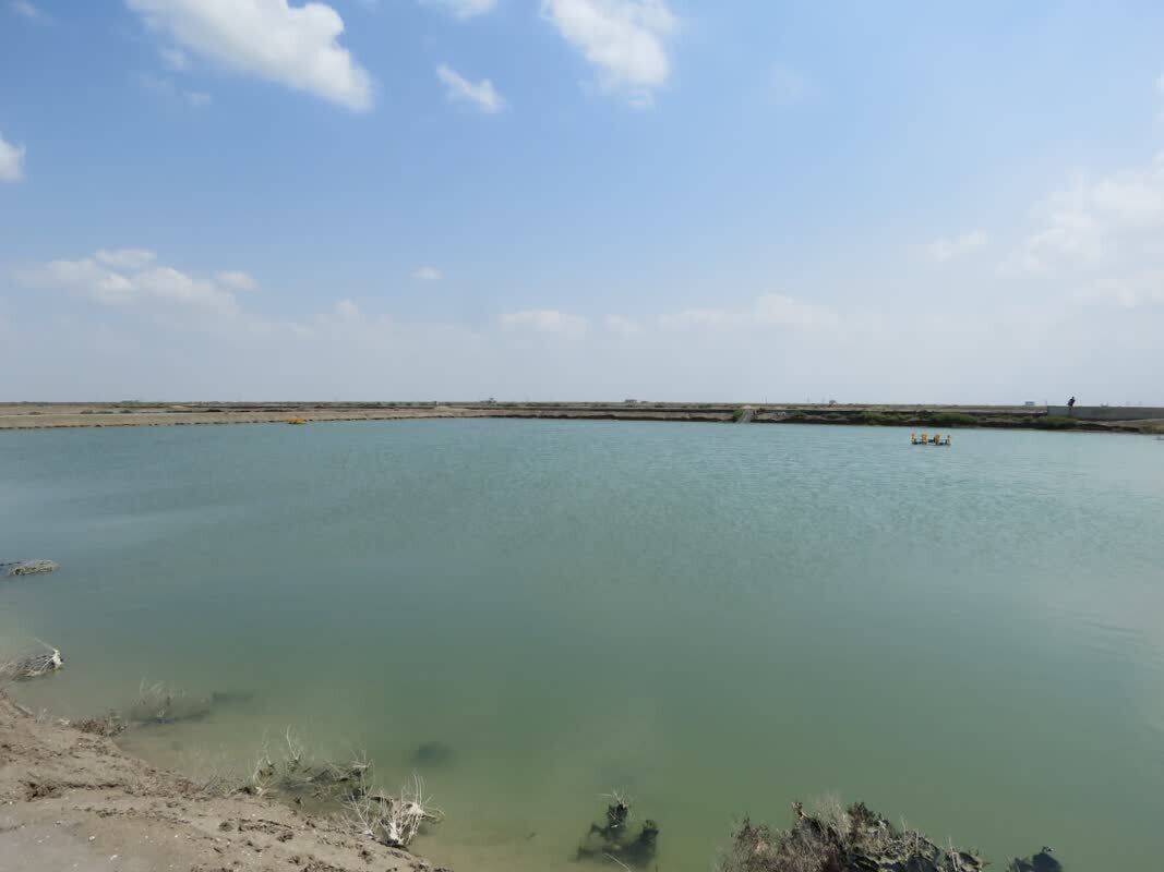 تأیید اولیه پرورش میگو در دانشگاه آزاد گلستان تأیید اولیه پرورش میگو در دانشگاه آزاد گلستان