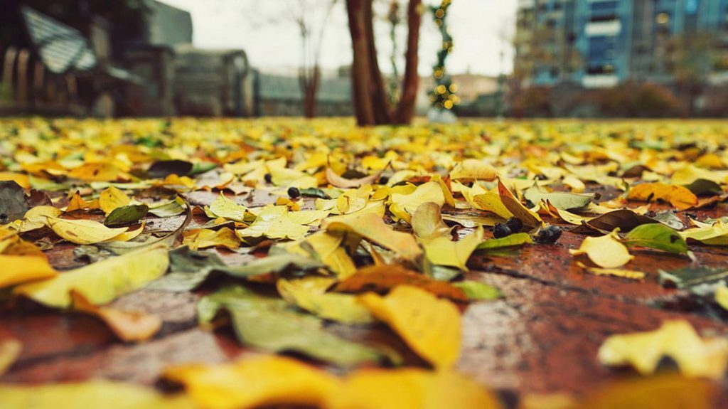 فصل پاییز؛ سفری علمی به دنیای تغییرات طبیعی فصل پاییز؛ سفری علمی به دنیای تغییرات طبیعی