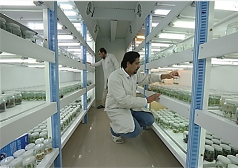 تلاش محققان برای دستیابی به کشاورزی دانشبنیان/ تولید بذر هیبرید در گلخانه شیشهای ۵ هکتاری تلاش محققان برای دستیابی به کشاورزی دانشبنیان/ تولید بذر هیبرید در گلخانه شیشهای ۵ هکتاری