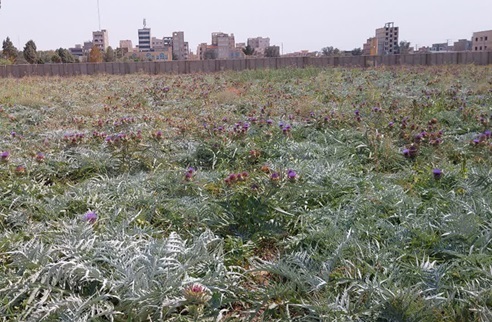 تلاش محققان برای دستیابی به کشاورزی دانشبنیان/ تولید بذر هیبرید در گلخانه شیشهای ۵ هکتاری تلاش محققان برای دستیابی به کشاورزی دانشبنیان/ تولید بذر هیبرید در گلخانه شیشهای ۵ هکتاری