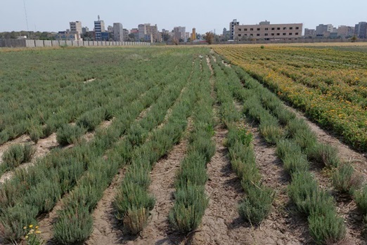 تلاش محققان برای دستیابی به کشاورزی دانشبنیان/ تولید بذر هیبرید در گلخانه شیشهای ۵ هکتاری تلاش محققان برای دستیابی به کشاورزی دانشبنیان/ تولید بذر هیبرید در گلخانه شیشهای ۵ هکتاری