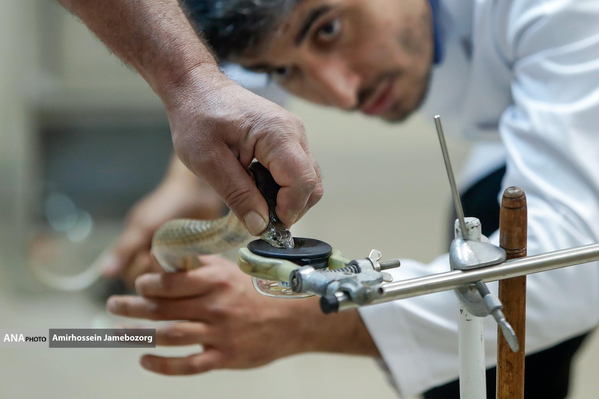 موسسه صدساله رازی/یک قرن موسسه صدساله رازی/یک قرن