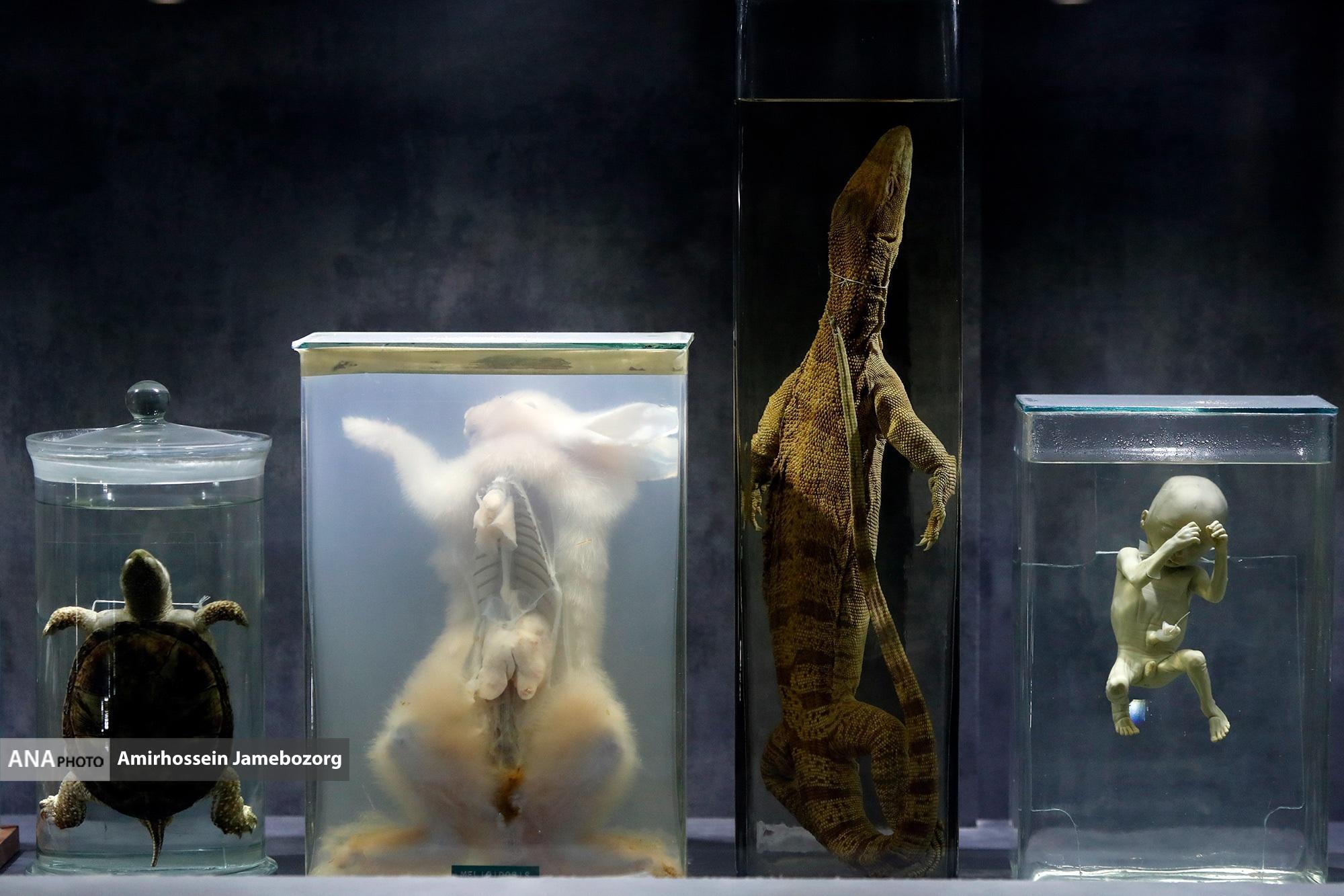 موسسه صدساله رازی/یک قرن موسسه صدساله رازی/یک قرن