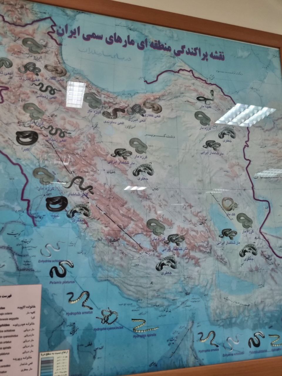 موسسه صدساله رازی/یک قرن موسسه صدساله رازی/یک قرن