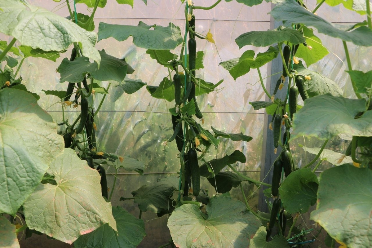 بذرررررررررررررر بذرررررررررررررر