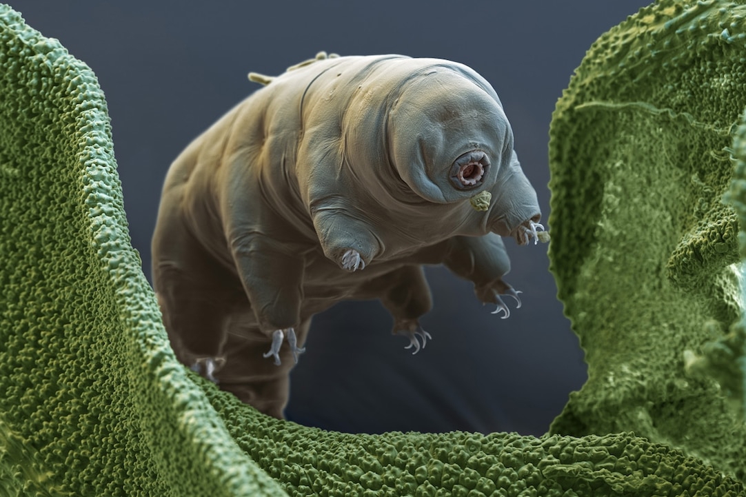 خرس آبی سختجانترین موجود جهان! خرس آبی سختجانترین موجود جهان!