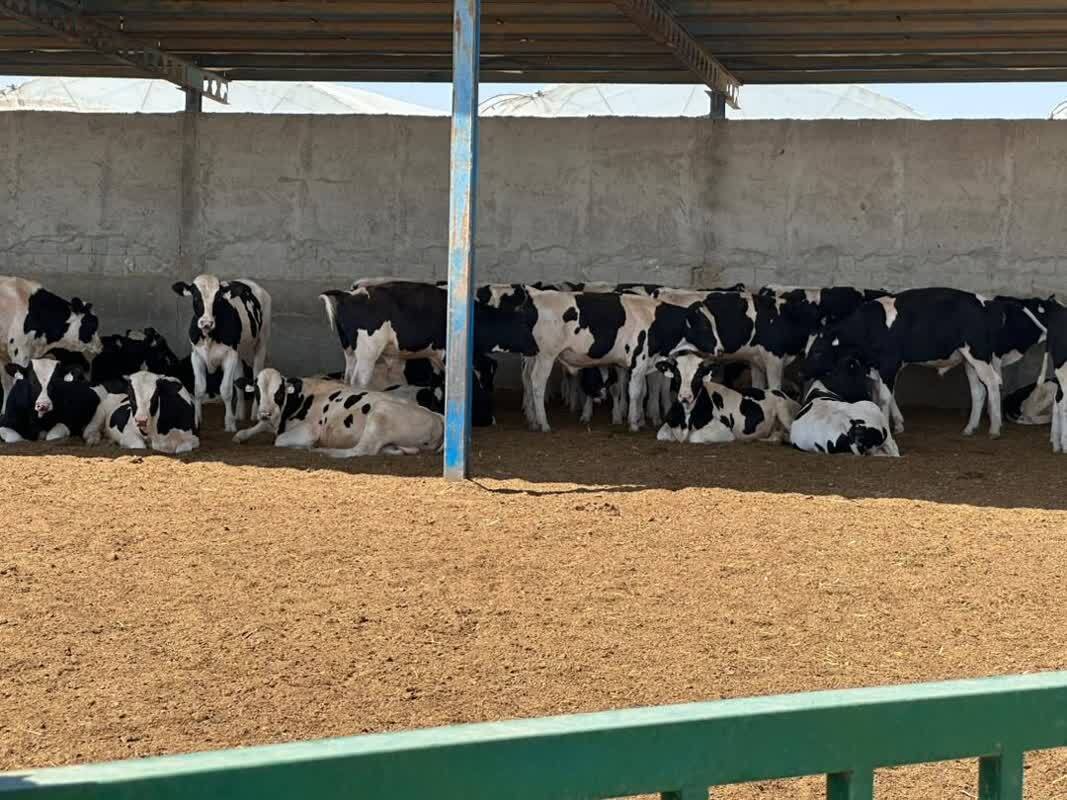 بازدید رئیس دانشگاه آزاد مرودشت از ظرفیتهای اقتصادی و کشاورزی واحد ورامین چگونه گذشت؟ بازدید رئیس دانشگاه آزاد مرودشت از ظرفیتهای اقتصادی و کشاورزی واحد ورامین چگونه گذشت؟