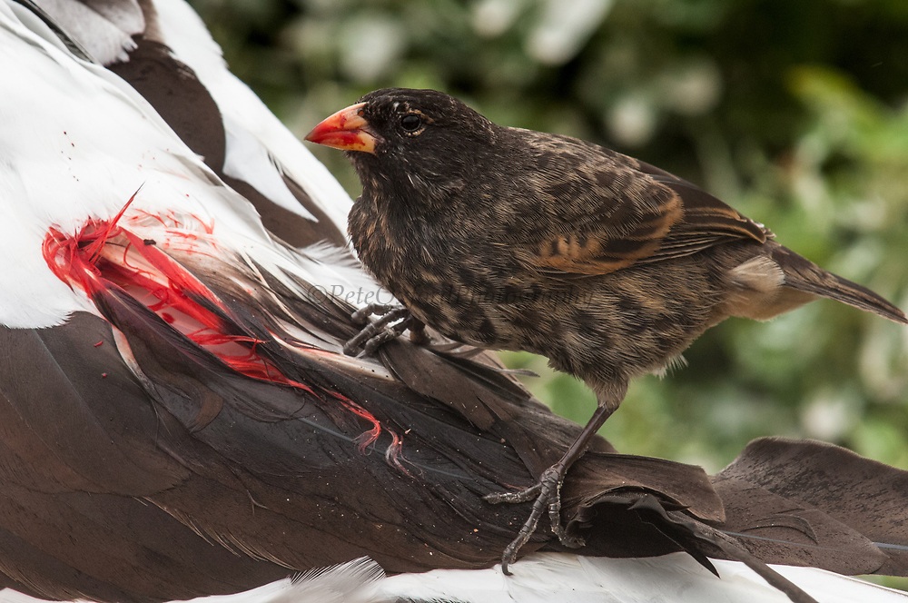 راز مخوف سهره خونآشام/ از دراکولای دنیای پرندگان چه میدانید؟ راز مخوف سهره خونآشام/ از دراکولای دنیای پرندگان چه میدانید؟