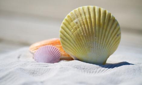 شوری آب، صدفها را ایمن میکند شوری آب، صدفها را ایمن میکند