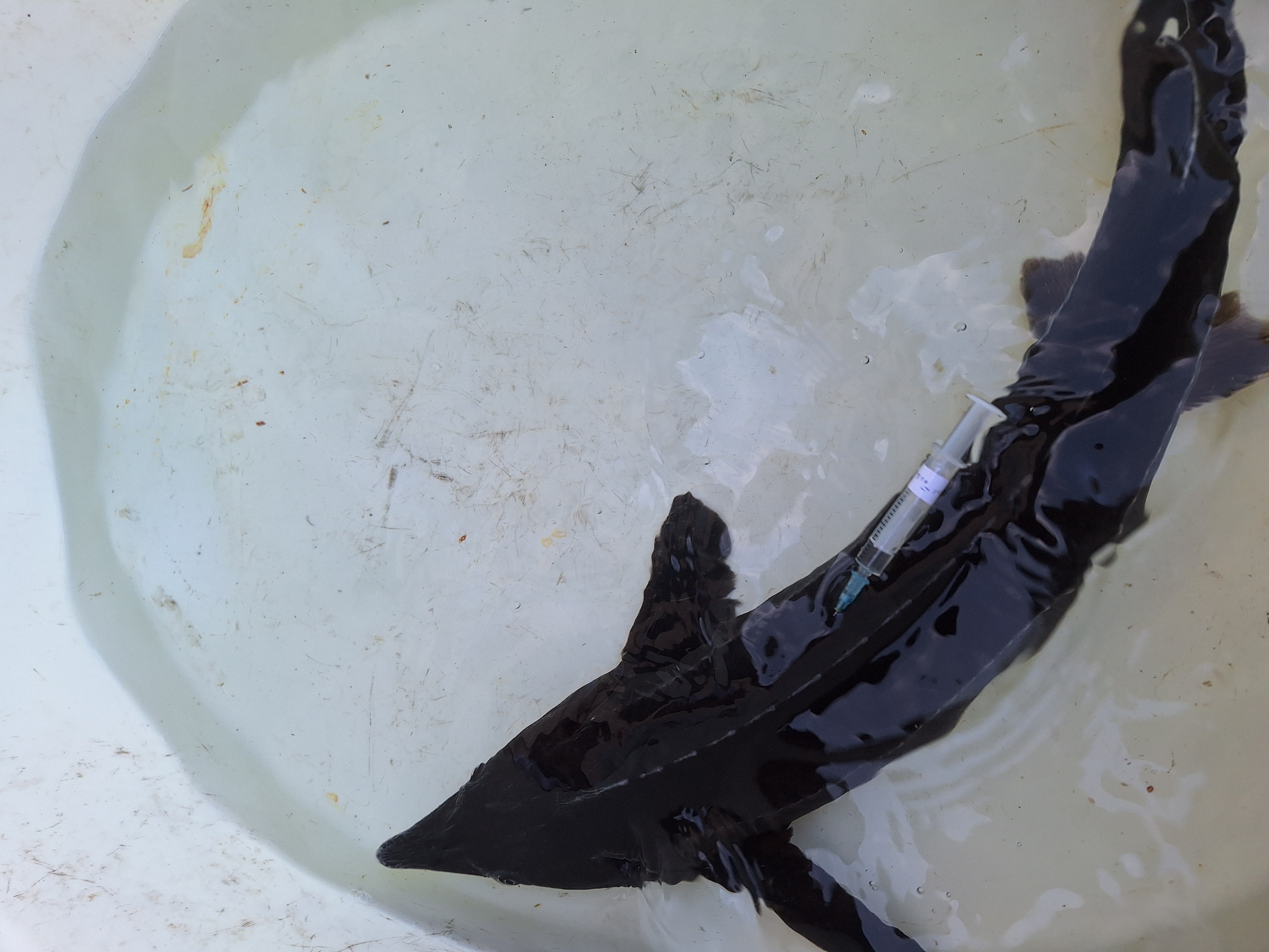 برنامه محققان دانشگاهی برای تولید کِرِم خاویار و تهیه چرم از پوست ماهی برنامه محققان دانشگاهی برای تولید کِرِم خاویار و تهیه چرم از پوست ماهی