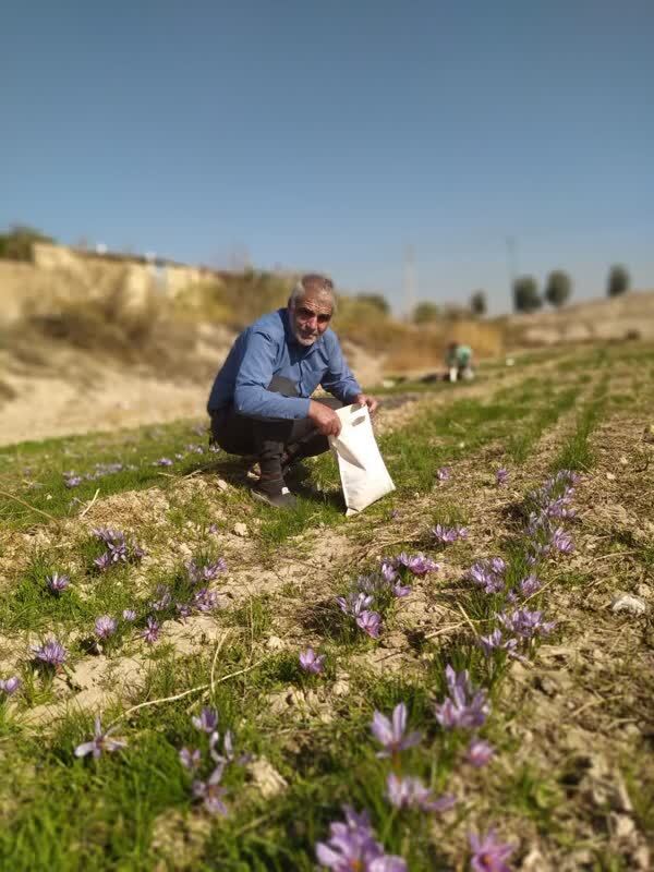 آغاز برداشت زعفران از مزرعه تحقیقاتی دانشگاه آزاد پیشوا آغاز برداشت زعفران از مزرعه تحقیقاتی دانشگاه آزاد پیشوا