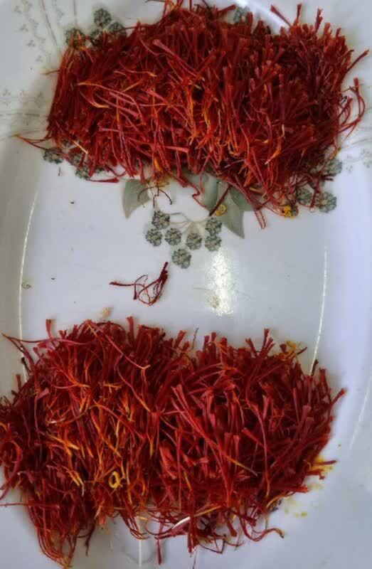 آغاز برداشت زعفران از مزرعه تحقیقاتی دانشگاه آزاد پیشوا آغاز برداشت زعفران از مزرعه تحقیقاتی دانشگاه آزاد پیشوا
