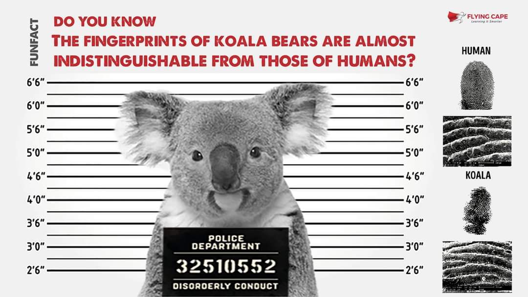 اثر انگشت کدام حیوان با اثر انگشت ما مو نمیزند؟ اثر انگشت کدام حیوان با اثر انگشت ما مو نمیزند؟