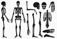 چرا استخوان‌های نوزادان بیشتر از بزرگسالان است؟