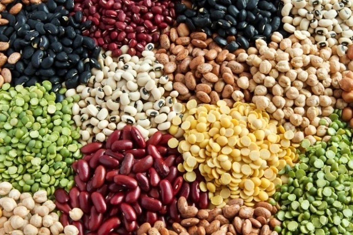 صادرات حبوبات مجاز شد