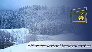 منظره زیبای برفی صبح امروز در پل‌سفید سوادکوه