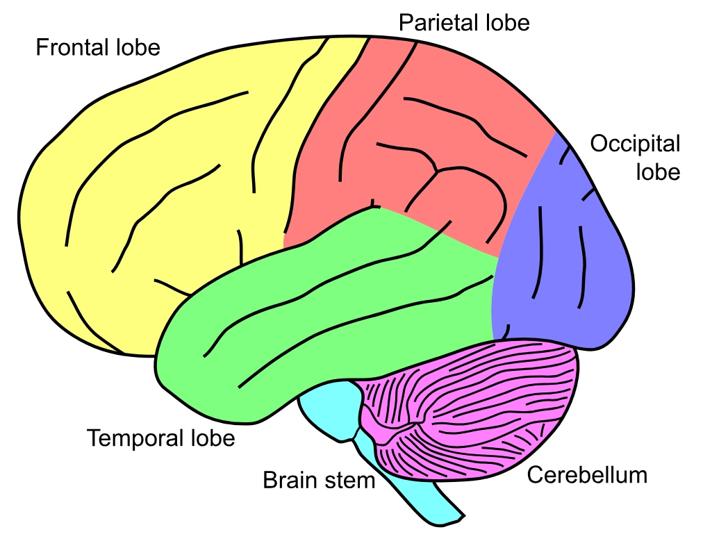 آیا ساختار مغز آهنگسازان نابغه با مغز بقیه افراد متفاوت است؟ آیا ساختار مغز آهنگسازان نابغه با مغز بقیه افراد متفاوت است؟