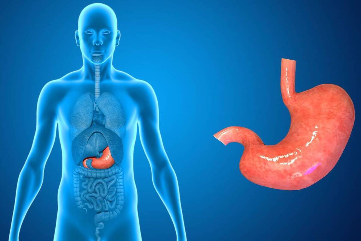 معده چند روز یکبار لایهای جدید تولید میکند تا خودش را هضم نکند!