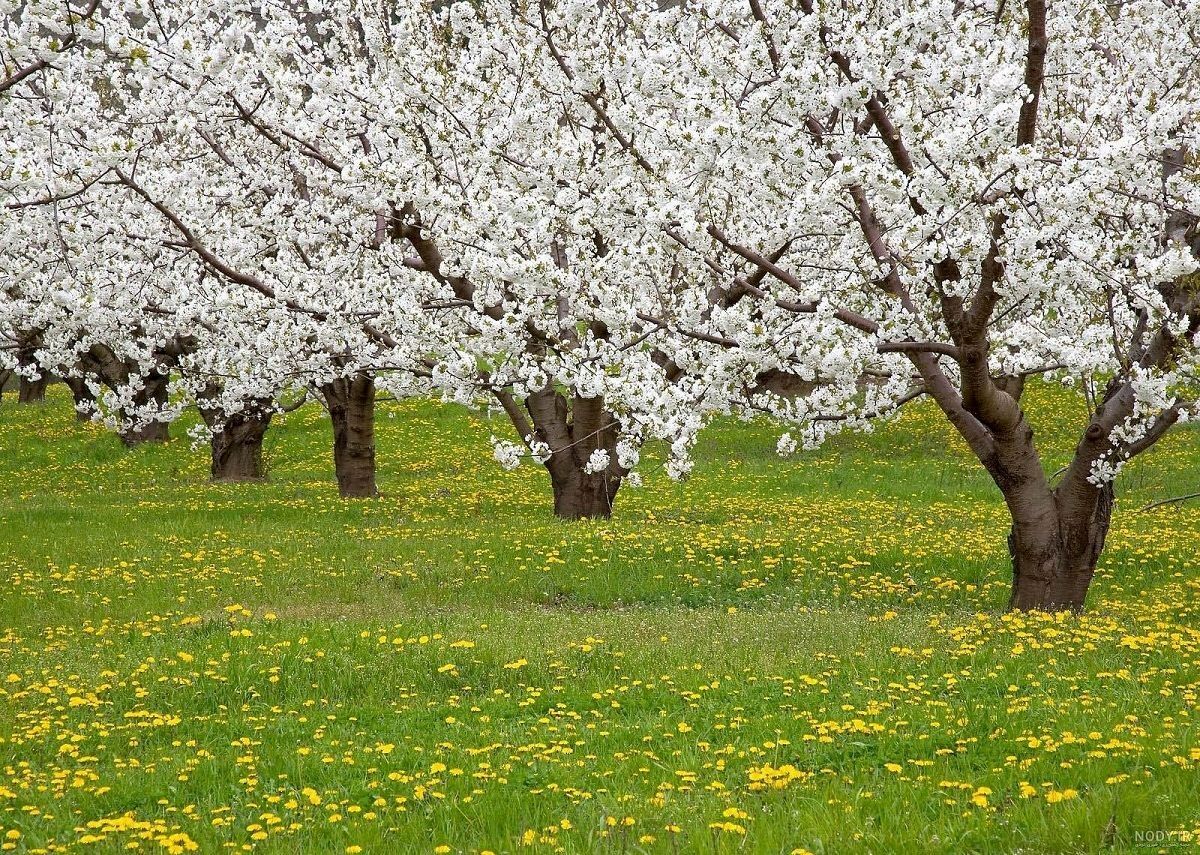 توصیه‌های طب سنتی برای تغذیه سالم در فصل بهار