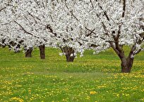توصیه‌های طب سنتی برای تغذیه سالم در فصل بهار