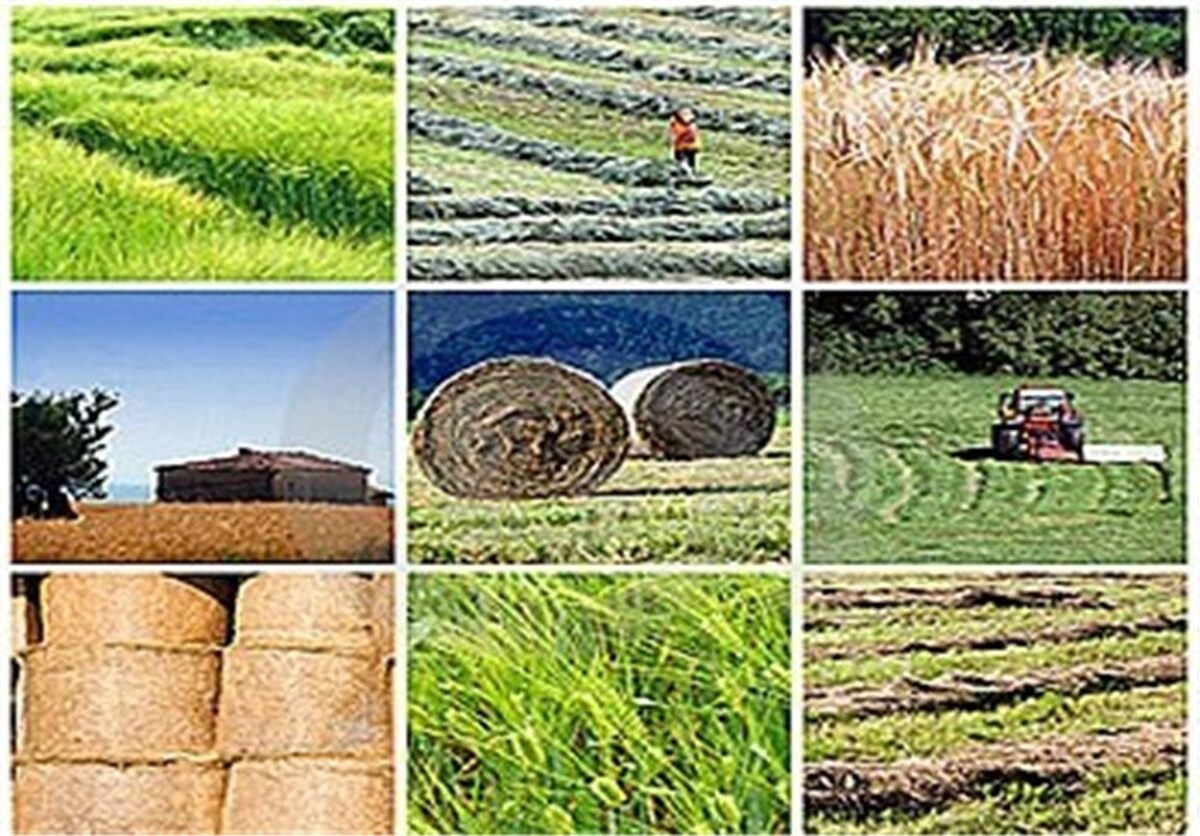 ظرفیت پنهان استانها؛ تشکلهای تعاونی چگونه میتوانند گنجینههای اقتصادی را فعال کنند؟