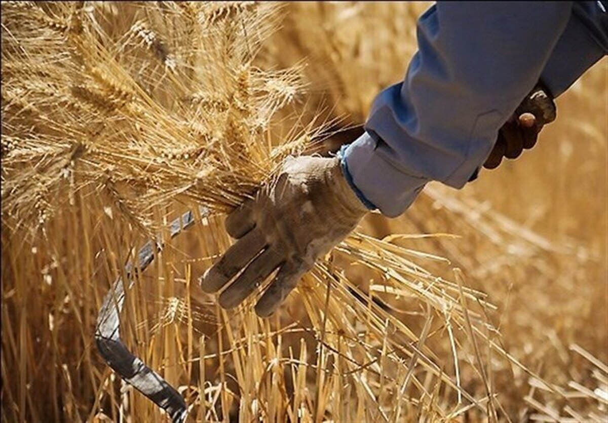 وزارت جهاد کشاورزی: به مبارزه با آفات توجه کنید