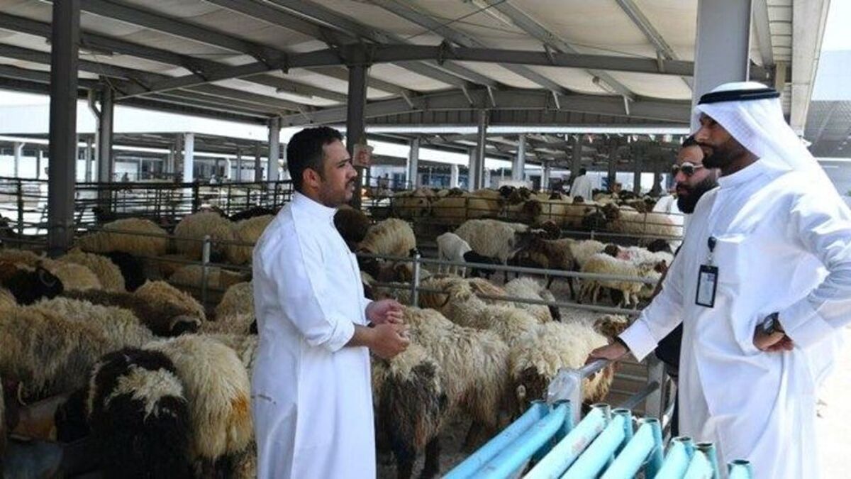 تعیین قیمت قربانی حجاج هر زائر امکان خرید یک رأس با نرخ مصوب را دارد