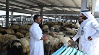 تعیین قیمت قربانی حجاج/ هر زائر امکان خرید یک رأس با نرخ مصوب را دارد