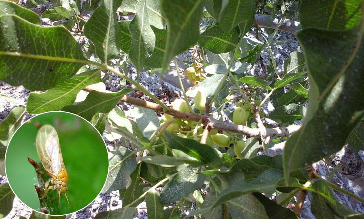 از خبر خوب برای باغداران تا اختراع کاربردی یک دهه‌هشتادی