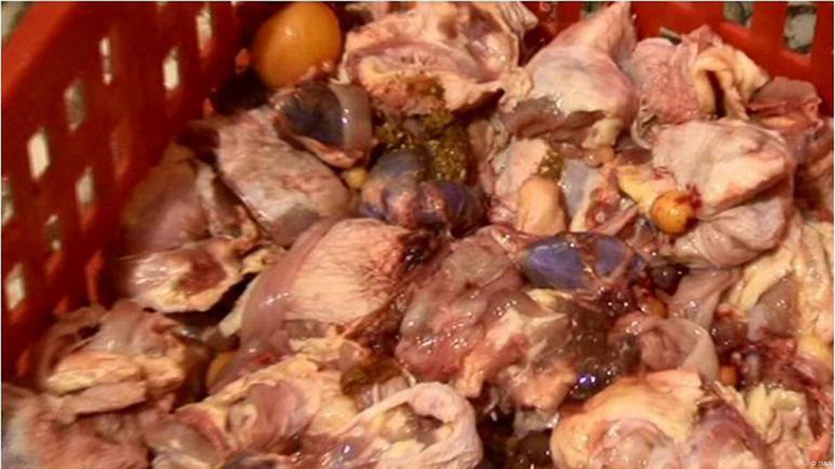 کشف و معدوم‌سازی ۲.۴ تن اسکلت مرغ غیرمجاز در قم