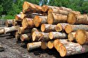 ضایعات چوبی که تبدیل به عطر میشوند