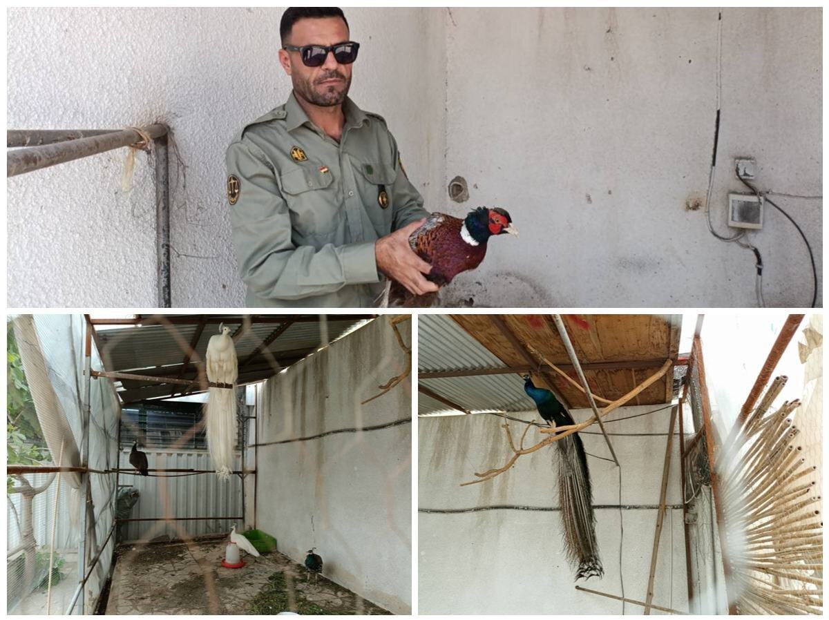 کشف ۷ پرنده غیرمجاز از انباری در شهر قدس