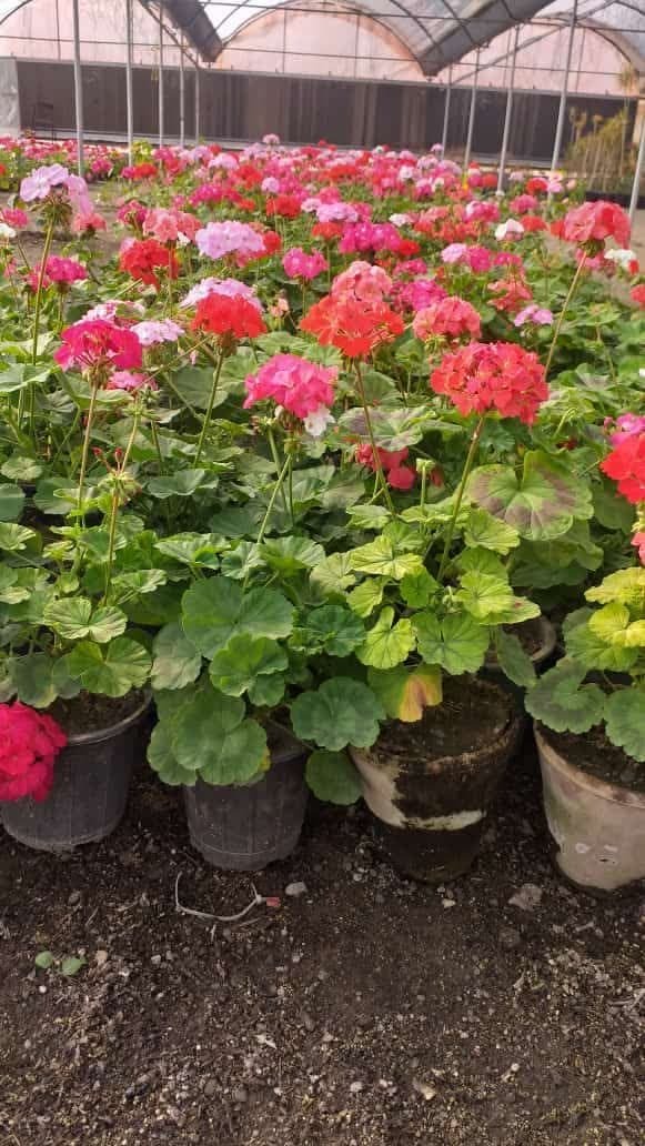 دستاورد/ گرگان دستاورد/ گرگان