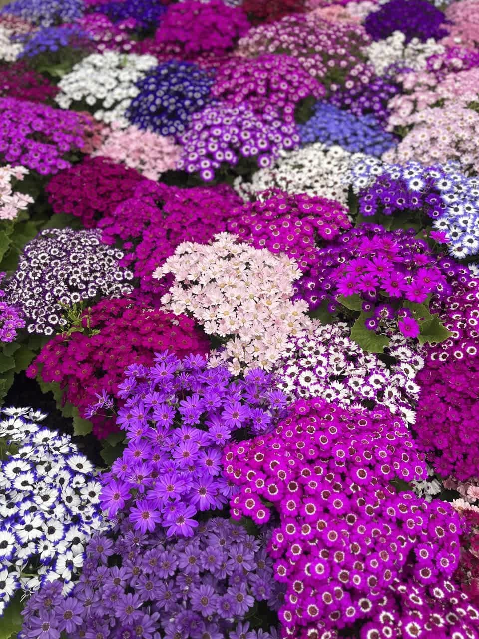 دستاورد/ گرگان دستاورد/ گرگان