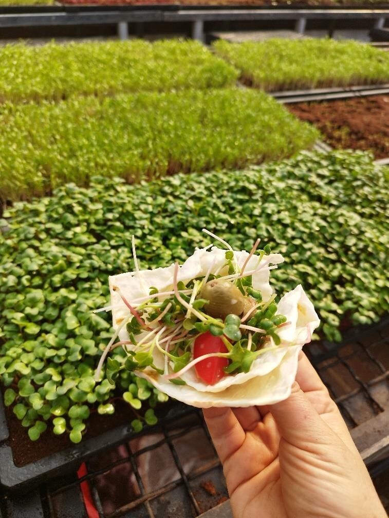 انقلاب سبز دانشگاه آزاد در تغذیه سالم و کشاورزی پایدار