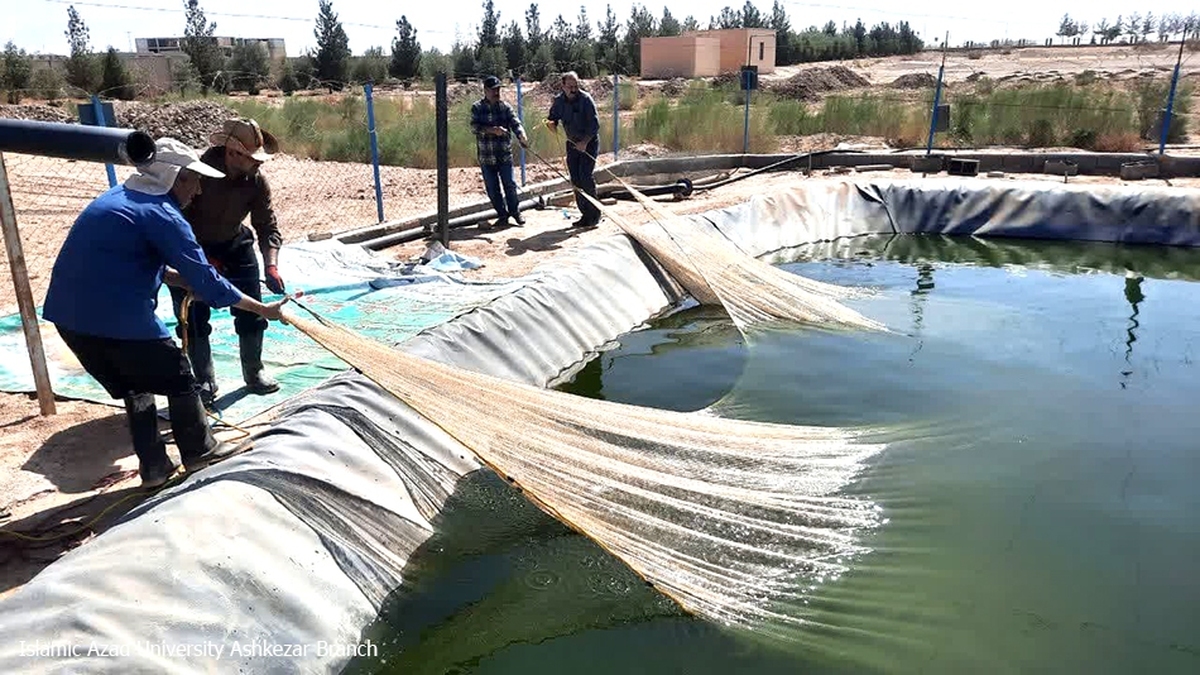 برداشت یکهزار و ۳۰۰ کیلوگرم ماهی قزلآلا از استخر پرورشی دانشگاه آزاد اشکذر