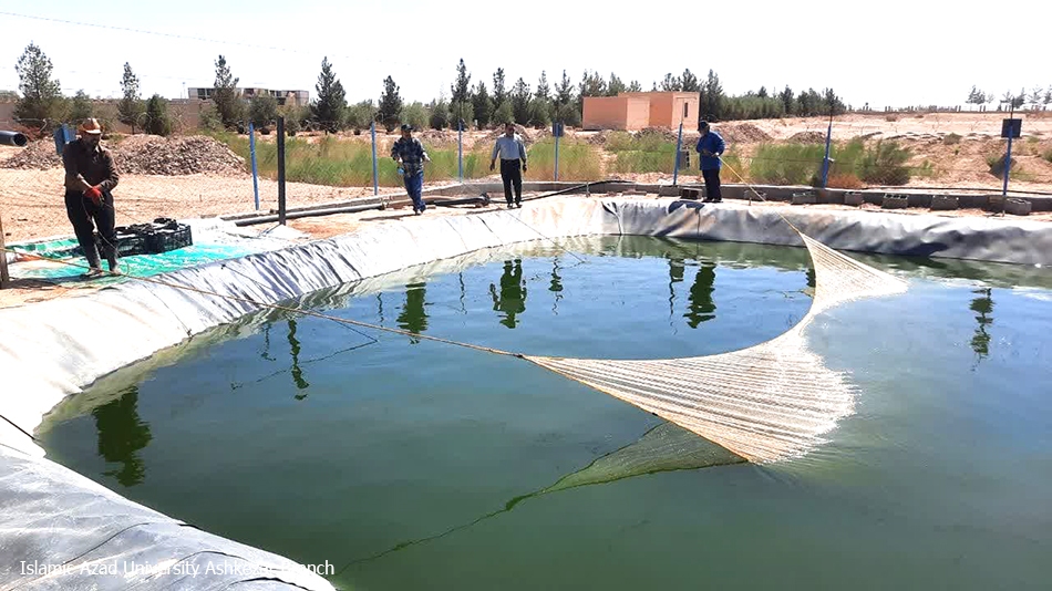 صید بیش از یکهزار و ۳۰۰ کیلوگرم ماهی از استخر پرورش ماهی؛ دانشگاه آزاد اشکذر در مسیر درآمدهای غیرشهریهای صید بیش از یکهزار و ۳۰۰ کیلوگرم ماهی از استخر پرورش ماهی؛ دانشگاه آزاد اشکذر در مسیر درآمدهای غیرشهریهای