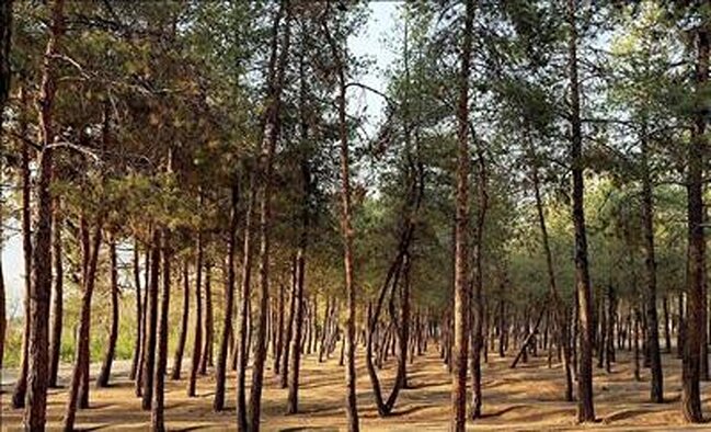 حذف درختان آلوده چیتگر با دستور قضایی؛ ۲۲ هزار نهال جدید کاشته شد
