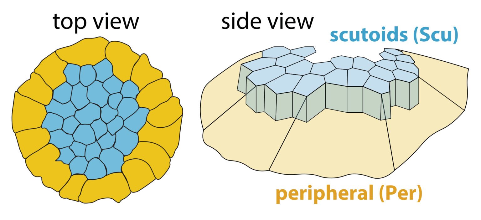 کشف توانایی ساخت بافت در آرکیها کشف توانایی ساخت بافت در آرکیها