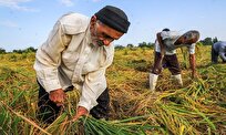 پرداخت اولین مرحله از یارانه گندم کاران